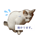 犬＆猫 (dog＆cat)（個別スタンプ：21）