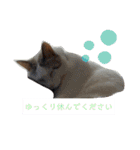 犬＆猫 (dog＆cat)（個別スタンプ：22）