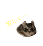 イブラムスタンプ（個別スタンプ：7）