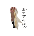 gottidayo（個別スタンプ：6）