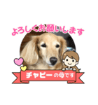 チャピーのつぶやき（個別スタンプ：16）