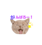 まろたんスタンプ NO.1（個別スタンプ：20）