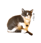 猫のユパ  ミラルダ（個別スタンプ：1）