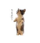 猫のユパ  ミラルダ（個別スタンプ：3）