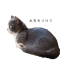 猫のユパ  ミラルダ（個別スタンプ：5）