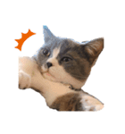 猫のユパ  ミラルダ（個別スタンプ：7）