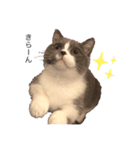 猫のユパ  ミラルダ（個別スタンプ：8）