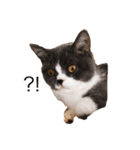 猫のユパ  ミラルダ（個別スタンプ：10）