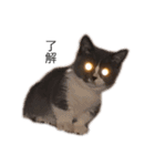 猫のユパ  ミラルダ（個別スタンプ：11）
