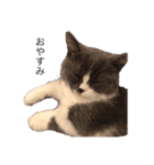 猫のユパ  ミラルダ（個別スタンプ：16）