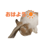 この世で1番可愛いちくわ（個別スタンプ：1）