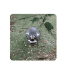 愛くるしい動物たち（個別スタンプ：1）