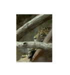 愛くるしい動物たち（個別スタンプ：3）