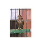愛くるしい動物たち（個別スタンプ：4）