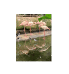 愛くるしい動物たち（個別スタンプ：7）