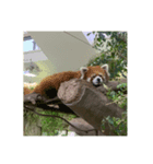 愛くるしい動物たち（個別スタンプ：8）