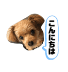 チワプー＊ロッキー君の敬語スタンプ（個別スタンプ：2）