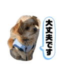 チワプー＊ロッキー君の敬語スタンプ（個別スタンプ：22）