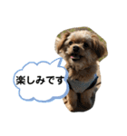 チワプー＊ロッキー君の敬語スタンプ（個別スタンプ：23）