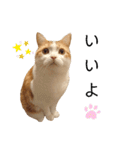 ぷりちゃん(よく使うver.)（個別スタンプ：1）