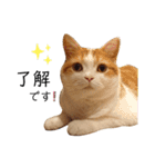ぷりちゃん(よく使うver.)（個別スタンプ：3）