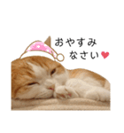 ぷりちゃん(よく使うver.)（個別スタンプ：16）