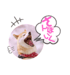 柴犬みあの毎日スタンプ（個別スタンプ：1）