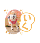 柴犬みあの毎日スタンプ（個別スタンプ：2）