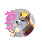 柴犬みあの毎日スタンプ（個別スタンプ：3）