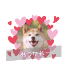 柴犬みあの毎日スタンプ（個別スタンプ：4）