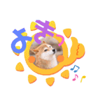 柴犬みあの毎日スタンプ（個別スタンプ：5）
