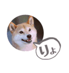 柴犬みあの毎日スタンプ（個別スタンプ：6）