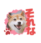 柴犬みあの毎日スタンプ（個別スタンプ：7）