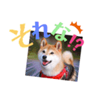 柴犬みあの毎日スタンプ（個別スタンプ：8）
