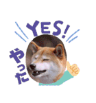 柴犬みあの毎日スタンプ（個別スタンプ：9）