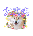 柴犬みあの毎日スタンプ（個別スタンプ：10）