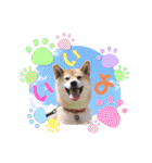 柴犬みあの毎日スタンプ（個別スタンプ：11）
