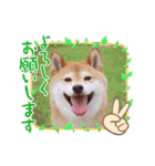 柴犬みあの毎日スタンプ（個別スタンプ：12）