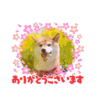 柴犬みあの毎日スタンプ（個別スタンプ：13）