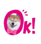 柴犬みあの毎日スタンプ（個別スタンプ：14）