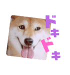 柴犬みあの毎日スタンプ（個別スタンプ：17）