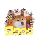 柴犬みあの毎日スタンプ（個別スタンプ：18）