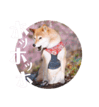柴犬みあの毎日スタンプ（個別スタンプ：19）