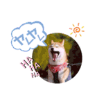 柴犬みあの毎日スタンプ（個別スタンプ：20）