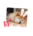 柴犬みあの毎日スタンプ（個別スタンプ：21）