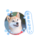 柴犬みあの毎日スタンプ（個別スタンプ：22）