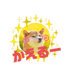 柴犬みあの毎日スタンプ（個別スタンプ：23）