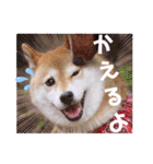 柴犬みあの毎日スタンプ（個別スタンプ：24）