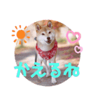 柴犬みあの毎日スタンプ（個別スタンプ：25）