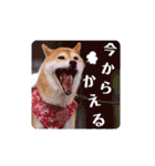 柴犬みあの毎日スタンプ（個別スタンプ：26）